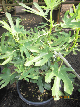 Feige carica Dalmatie2